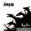 Iris - Hydra