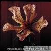 Penicillin - FLOWER CIRCUS