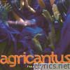 Agricantus - Tuareg