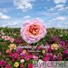 Garden of Peace - Single