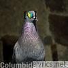 Columbidae!