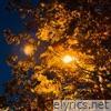 Orange Streetlights - Single