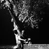 Sycamore Tree - Single