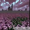 flowerfield