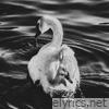 Swan - Single