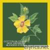 Cotton Blossom - Single