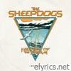 Sheepdogs lyrics