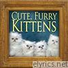 Cute Furry Kittens