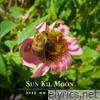 Bees on Echinacea - Single