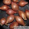 Fried Shallots - EP
