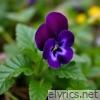 Viola